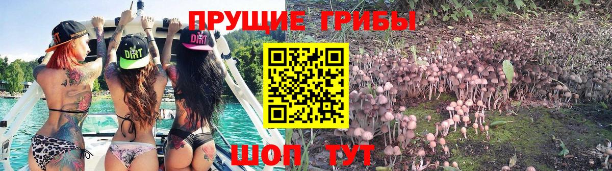 Псилоцибиновые грибы Cubensis  Вход с VPN  Королёв 